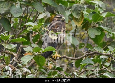 Schöne Eule im Parque Condor, Otavalo, Ecuador Stockfoto