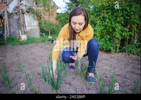 Nahaufnahme von der Zwiebel-Plantage im Gemüsegarten Stockfoto