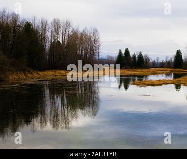 Dieses Feuchtgebiet ist ein geschützter Lebensraum für die Western Painted Turtles in Lake Errock, Mission, British Columbia, Kanada Stockfoto