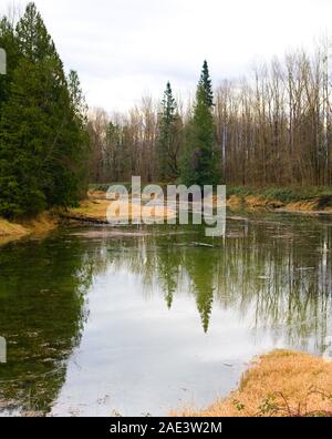 Dieses Feuchtgebiet ist ein geschützter Lebensraum für die Western Painted Turtles in Lake Errock, Mission, British Columbia, Kanada Stockfoto