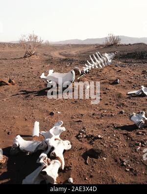 Die Knochen von Kamel in der Wüste Stockfoto