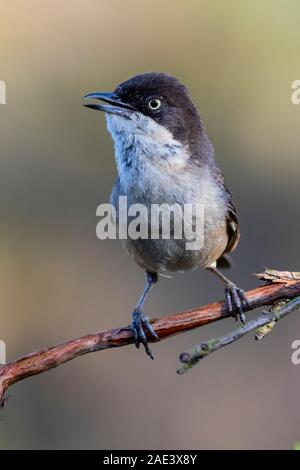 Orfea Warbler (Sylvia hortensis) portrait Stockfoto