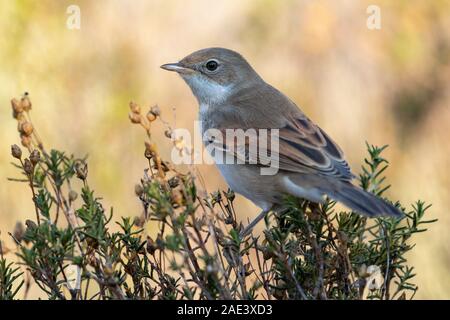 Whitethroat (Sylvia communis) in die wilde Natur, in einer Umgebung Stockfoto