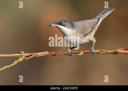 Orfea's Warbler (Sylvia hortensis) auf seiner Stange posing Stockfoto