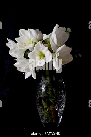 Weiße amaryllis Blüten in einem hohen crystal Vase auf einem schwarzen Hintergrund Stockfoto