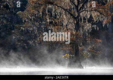 Kahlen Zypresse (Distichum Taxodium distichum) mit Spanisch Moss (Tillandsia usneoides) im Herbst, Nebel am See, Atchafalaya Becken, Louisiana, USA Stockfoto