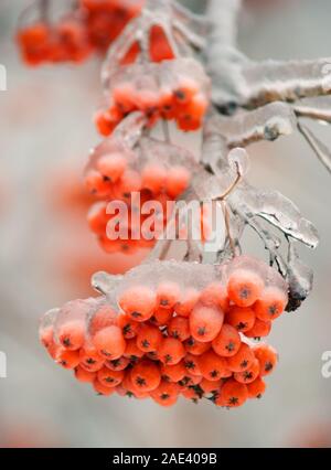 Cluster mit roten reifen Rowbeeren hängen an Baumzweigen im Schnee am kalten Wintertag in Nahaufnahme Stockfoto
