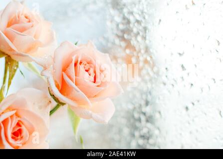 Selektiver Fokus, verschwommener Fokus, getönte rosa Rosen, Textraum, Valentinskarte, 8. März, Hochzeiten. Das Konzept Gratulation Stockfoto