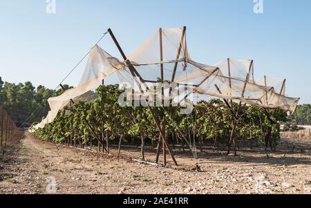 Reihen der Weinreben auf tropfbewässerung Linien mit High-tech-schützende Stoff bezogen auf einem Weingut in lakhish in Israel mit einem klaren blauen Himmel in der Stockfoto