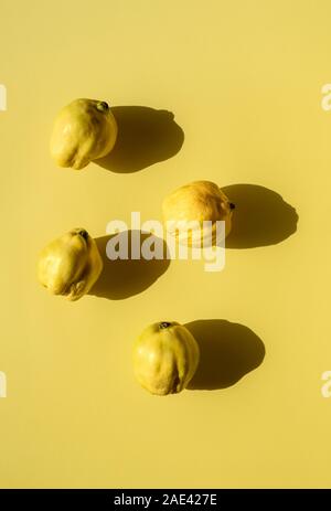 Quitten auf gelbem Papier Hintergrund in grelles Licht. Oben Ansicht der frischen Früchte. Minimale Bild von vier Quitten Früchte in helles Licht. Herbst Früchte Stockfoto