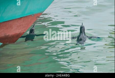 Galápagos-Pinguin (Spheniscus mendiculus) Schwimmen unter einem Boot in die Insel Isabela Galapagos Stockfoto