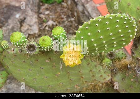 Opuntia Kakteen, Isla Santa Cruz, Galapagos, Ecuador Stockfoto