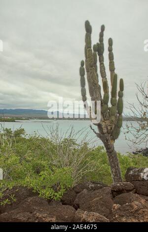 Opuntia Kakteen, Isla Santa Cruz, Galapagos, Ecuador Stockfoto