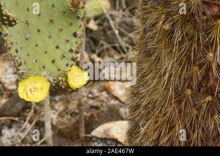 Opuntia Kakteen, Isla Santa Cruz, Galapagos, Ecuador Stockfoto