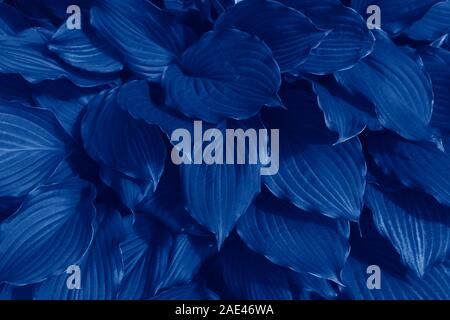 Schönen dunklen Hintergrund mit exotischen Blätter in Blau, trendige Farbe. Trendfarbe Konzept des Jahres, klassischen blauen Hintergrund. 2020 Trend - Stockfoto