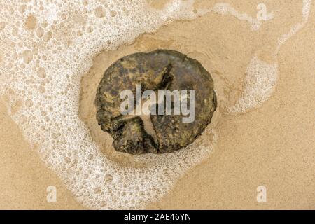 Ein Pfeiler einer Mole an der Küste von Mielno, Polen 2019. Stockfoto