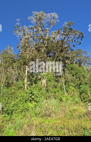 Regenwald wachsen auf Ridge in den Bergen Wapenamanda, Papua-Neuguinea Juni Stockfoto