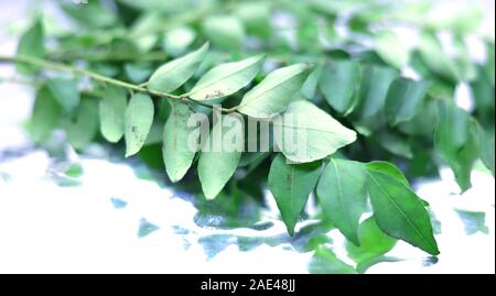 Grünes curry oder Süß neem Blätter auf weißem Hintergrund Stockfoto
