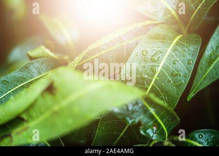 Wassertropfen auf grünem Mango leaf mit grünen Blättern mit Sonnenlicht Stockfoto