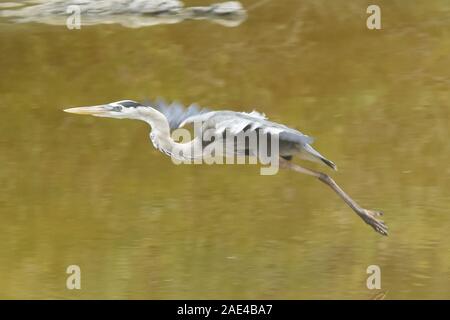 Great Blue Heron (Ardea herodias) im Flug, Isla Santa Cruz, Galapagos, Ecuador Stockfoto