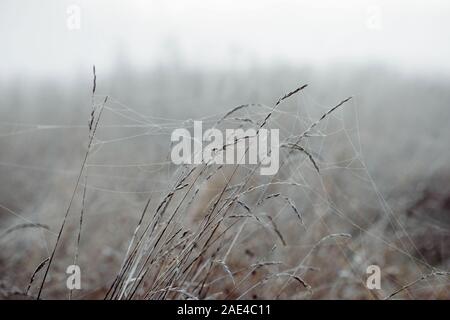 Gras und Schilf in spinnen Web-Sites und Frost auf einer Wiese im Winter Stockfoto