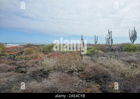 Opuntia Kakteen und Seascape, Isla Santa Cruz, Galapagos, Ecuador Stockfoto