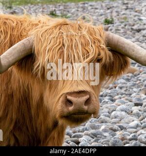 Nahaufnahme des Braunen, langhaarigen, Highland Kuh mit Hörnern auf Pebble Beach, Uragaig, Insel Colonsay, Schottland, Großbritannien Stockfoto