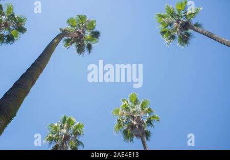 Hohe Palmen gegen den blauen Himmel. Hintergrund Stockfoto