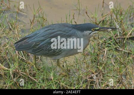 Galapagos lava Heron (Butorides sundevalli) mit einer Krabbe, Isla Santa Cruz, Galapagos, Ecuador Stockfoto