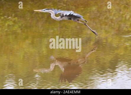 Great Blue Heron (Ardea herodias) im Flug, Isla Santa Cruz, Galapagos, Ecuador Stockfoto