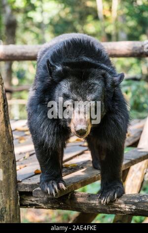 Schwarzer Bär, Laos, Asien. Stockfoto