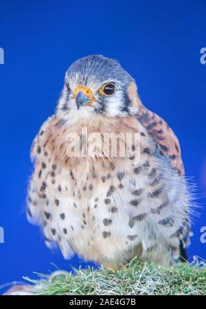 Amerikanische Kestrel oder Falco sparverius peeched über Blau blackground. Kleinste Falcon in Nordamerika Stockfoto