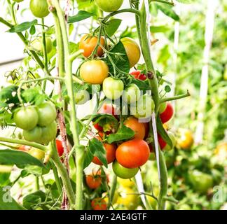 Natürliche rote Tomaten wachsen auf eine Zweigniederlassung, die in einem Gewächshaus Nahaufnahme Stockfoto