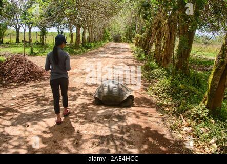 Galapagos Riesenschildkröte (Chelonoidis nigra), El Chato Reservat, Galapagos Inseln, Ecuado Stockfoto