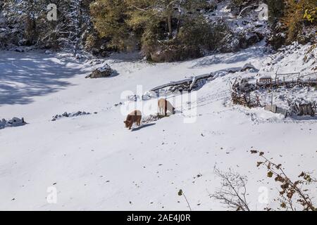 Kühe am Berg mit Schnee im Sanabria, in der Nähe der See, Castilla y Leon, Spanien Stockfoto
