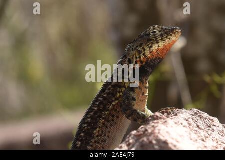 Weibliche Galapagos lava Lizard (Microlophus albemarlensis), Isla Santa Cruz, Galapagos, Ecuador Stockfoto