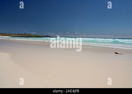 Schönen Tortuga Bay, Isla Santa Cruz, Galapagos, Ecuador Stockfoto