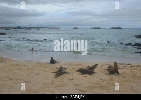 Schwimmen mit Seelöwen am Playa Mann, Isla San Cristobal, Galapagos, Ecuador Stockfoto