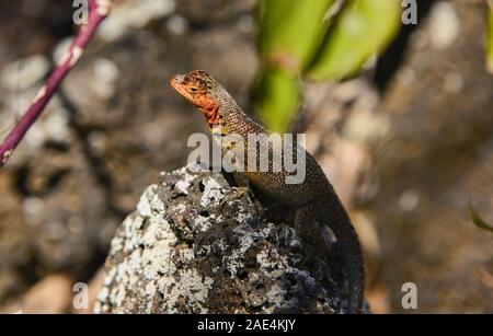 Weibliche Galapagos lava Lizard (Microlophus albemarlensis), Isla Santa Cruz, Galapagos, Ecuador Stockfoto