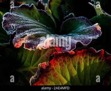 Frosted Bergenia Blätter im Winter Stockfoto