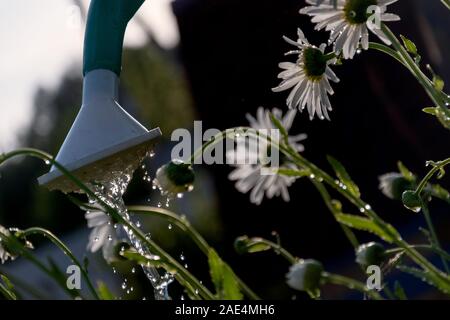 White Daisy Blumen unter Wasser tropfen Beleuchtung durch Sonnenstrahlen, Gießkanne im Garten Stockfoto