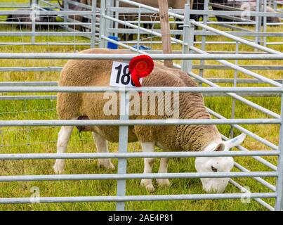 Die Schafe in den Pen mit ersten Platz band zu urteilen, Haddington Landwirtschaft zeigen, East Lothian, Schottland, Großbritannien Stockfoto