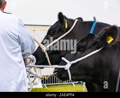 Paar Aberdeen Angus Stammbaum Kühe an Vieh urteilen, Haddington Landwirtschaft zeigen, East Lothian, Schottland, Großbritannien Stockfoto