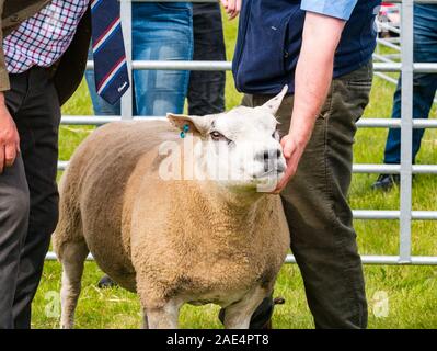 Schafe urteilen, Haddington Landwirtschaft zeigen, East Lothian, Schottland, Großbritannien Stockfoto