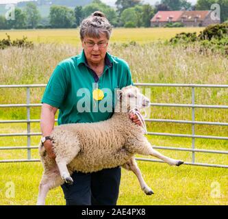 Joan Brunton, Schafzüchter, trägt ein Shetland-Schaf bei der Judging, Haddington Agricultural Show, East Lothian, Schottland, Großbritannien Stockfoto