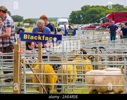 Scottish blackface Schaf in der Stifte zu urteilen, Haddington Landwirtschaft zeigen, East Lothian, Schottland, Großbritannien Stockfoto