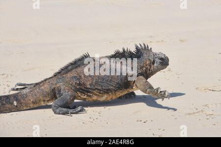 Marine iguana (Amblyrhynchus cristatus), Tortuga Bay, Isla Santa Cruz, Galapagos, Ecuador Stockfoto