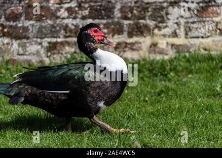 Nahaufnahme, Porträt einer Muscovy Duck Stockfoto