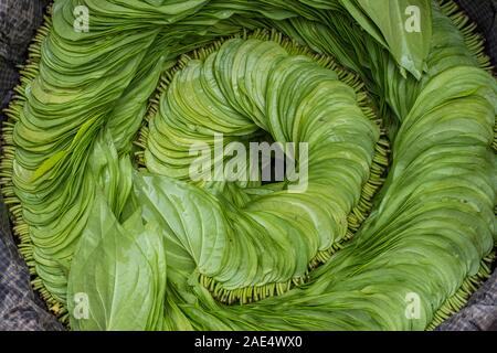 Betelblätter, in der Regel mit arecanuß verbraucht, kunstvoll in einem burmesischen Markt in Mandalay, Myanmar (Birma) Stockfoto