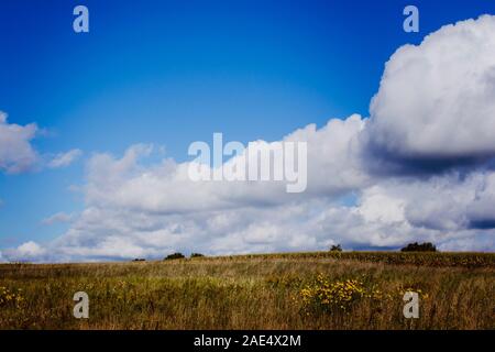 Blauer Himmel über ein Michigan Feld mit gelben Blumen Stockfoto